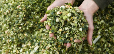 hands holding corn chaff 01